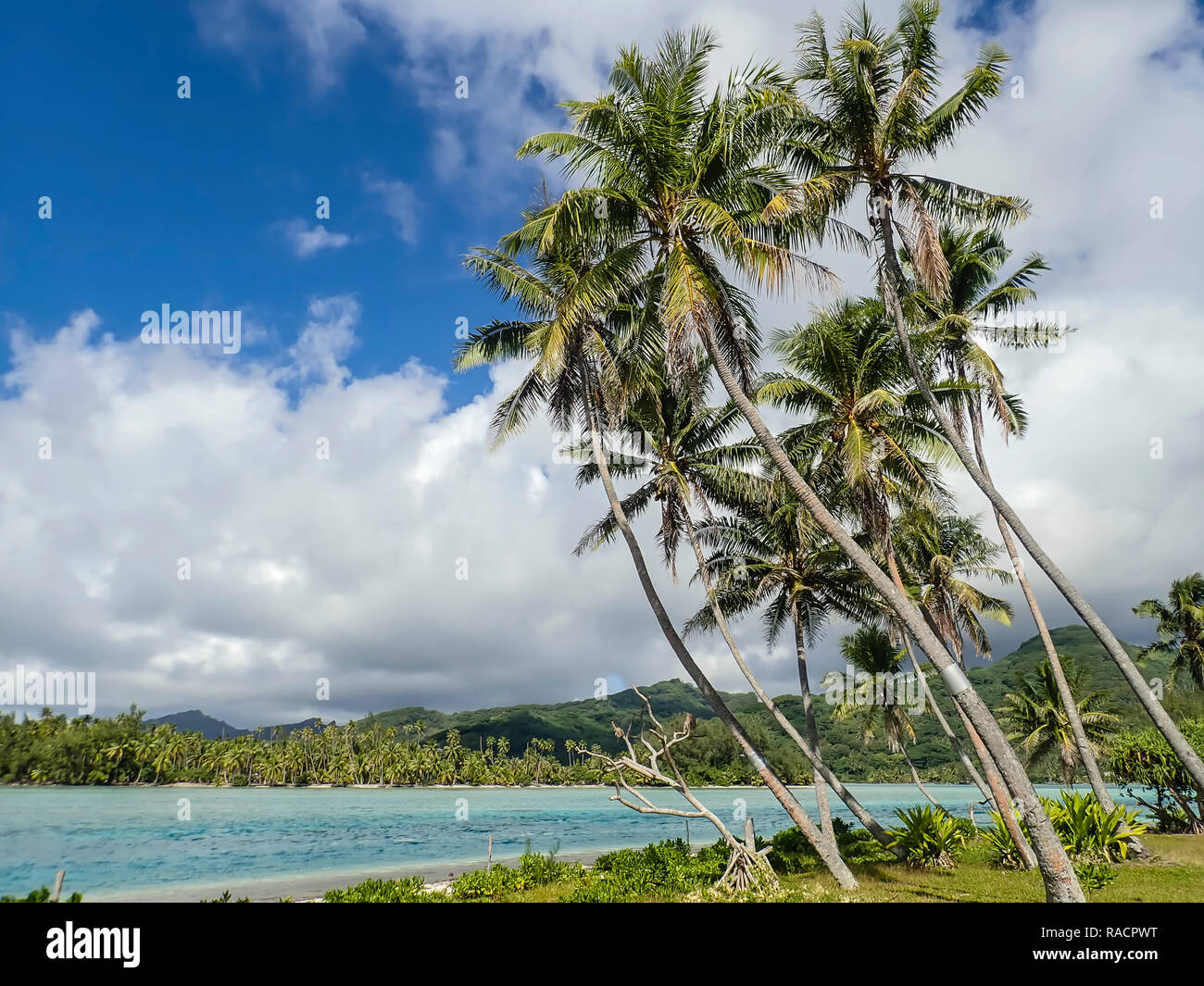 Palmo rivestito laguna interna di Bora Bora, Isole della Società, Polinesia francese, South Pacific Pacific Foto Stock