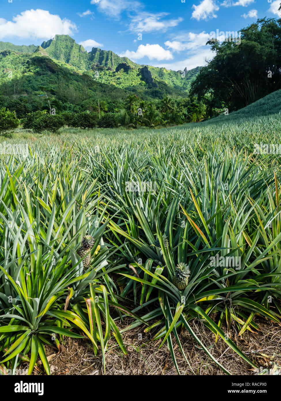 La piantagione di Ananas in Valle di Opunohu, Moorea, Isole della Società, Polinesia francese, South Pacific Pacific Foto Stock