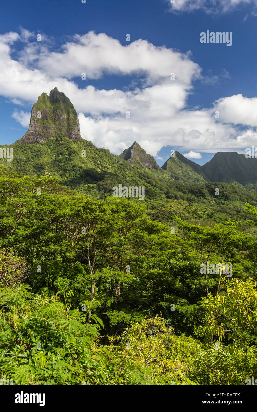 Vista delle aspre montagne che circondano la valle Opunohu dal Belvedere si affacciano, Moorea, Polinesia francese, South Pacific Pacific Foto Stock
