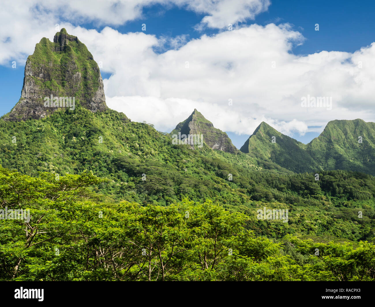 Vista delle aspre montagne che circondano la valle Opunohu dal Belvedere si affacciano, Moorea, Polinesia francese, South Pacific Pacific Foto Stock