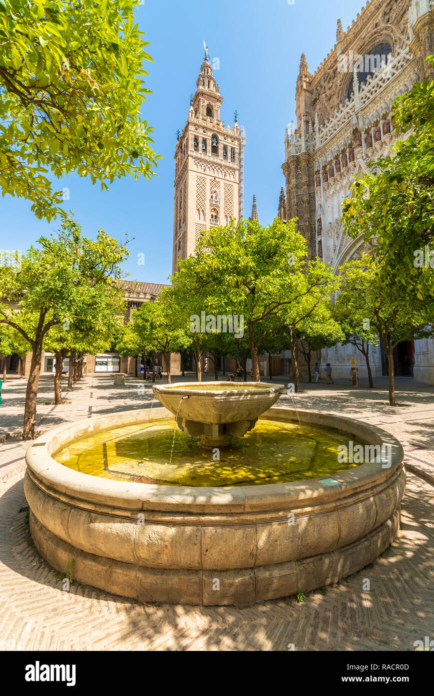 Il barocco gotico Giralda campanile della cattedrale di Siviglia, visto dal Patio de los Naranjos, Sito Patrimonio Mondiale dell'UNESCO, Siviglia, Andalusia, Spagna, Europa Foto Stock