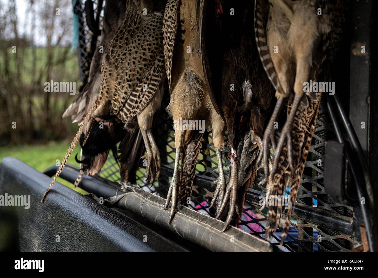Asfalto, Autunno, bellezza, bizzarro, colore nero, blu, Canada, auto, temperatura fredda, pericolo, scuro, Giorno, ambiente, fantasia, nebbia, Foresta, colore verde, Foto Stock