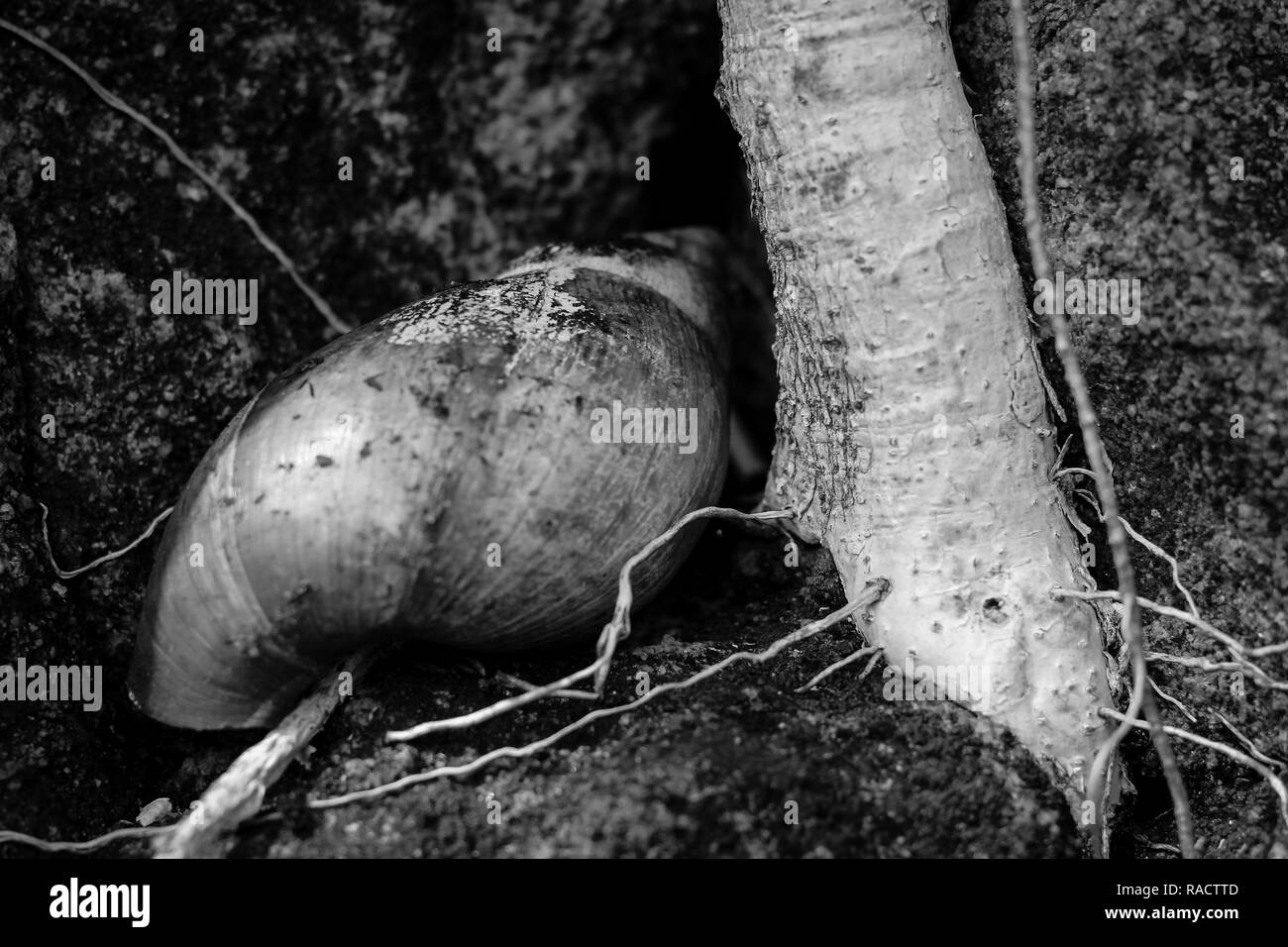 Morto Shell lumaca si trova accanto a un esposto radice della struttura ad albero Foto Stock