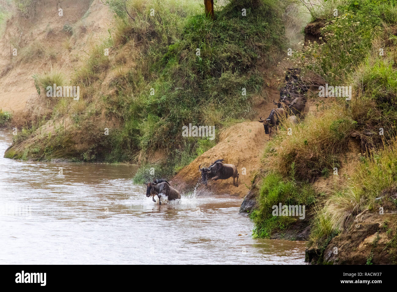 La grande migrazione in pieno svolgimento. Fiume di Mara, Africa Foto Stock