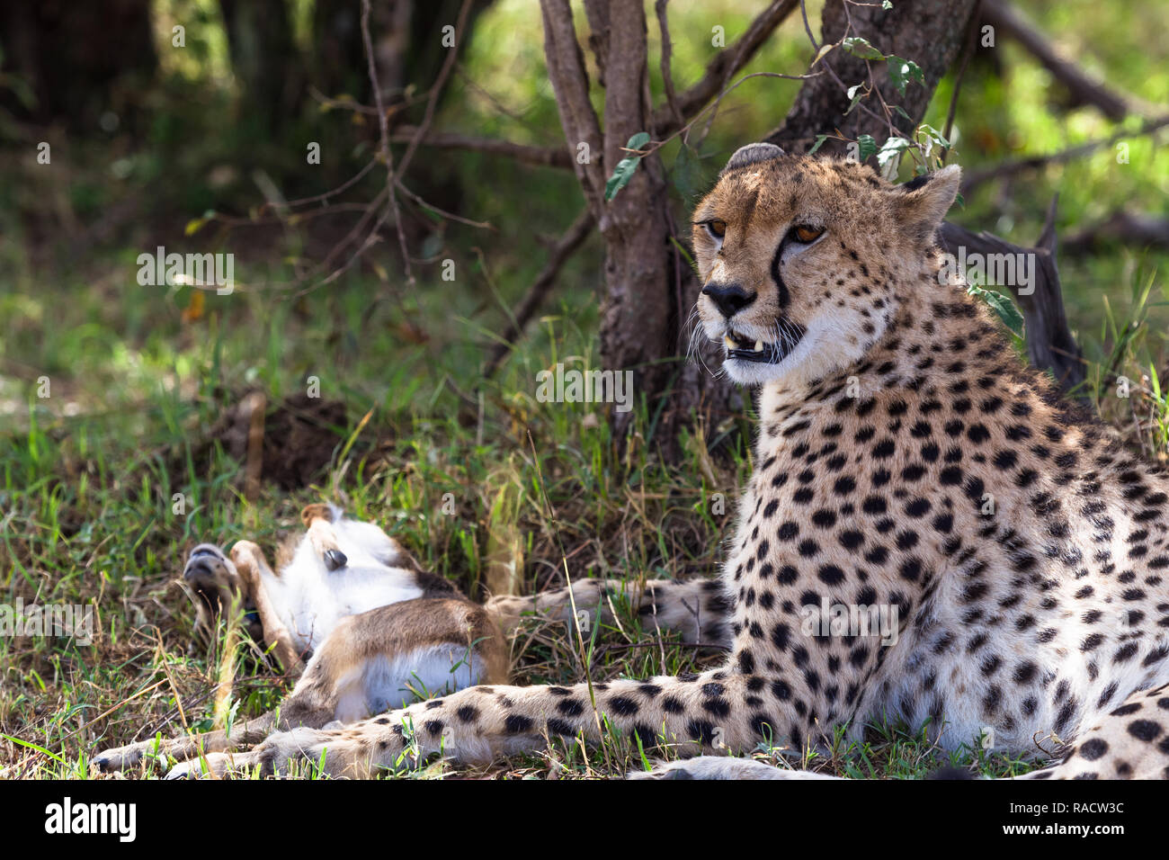 Cheetah con la preda sotto agli alberi. Masai Mara, Kenya Foto Stock