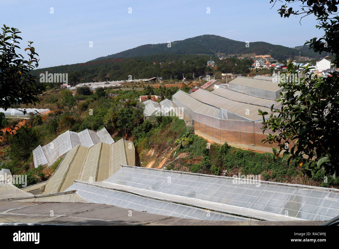 Organici vegetali hydroponic farm, Dalat, Vietnam, Indocina, Asia sud-orientale, Asia Foto Stock