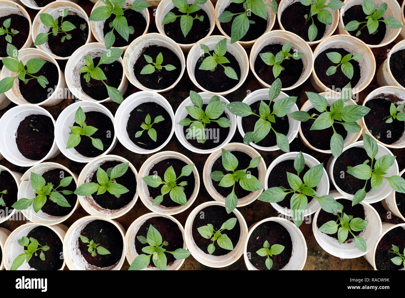 Peperoni in serra su organici vegetali hydroponic farm, Dalat, Vietnam, Indocina, Asia sud-orientale, Asia Foto Stock
