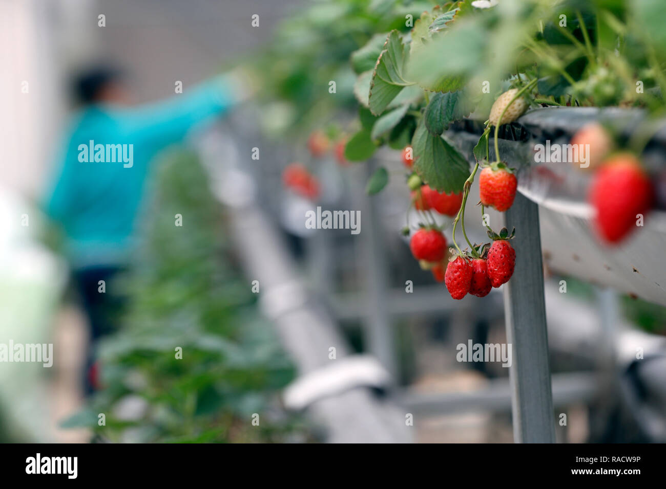 Le righe di fragole in serra su organici vegetali hydroponic farm, Dalat, Vietnam, Indocina, Asia sud-orientale, Asia Foto Stock