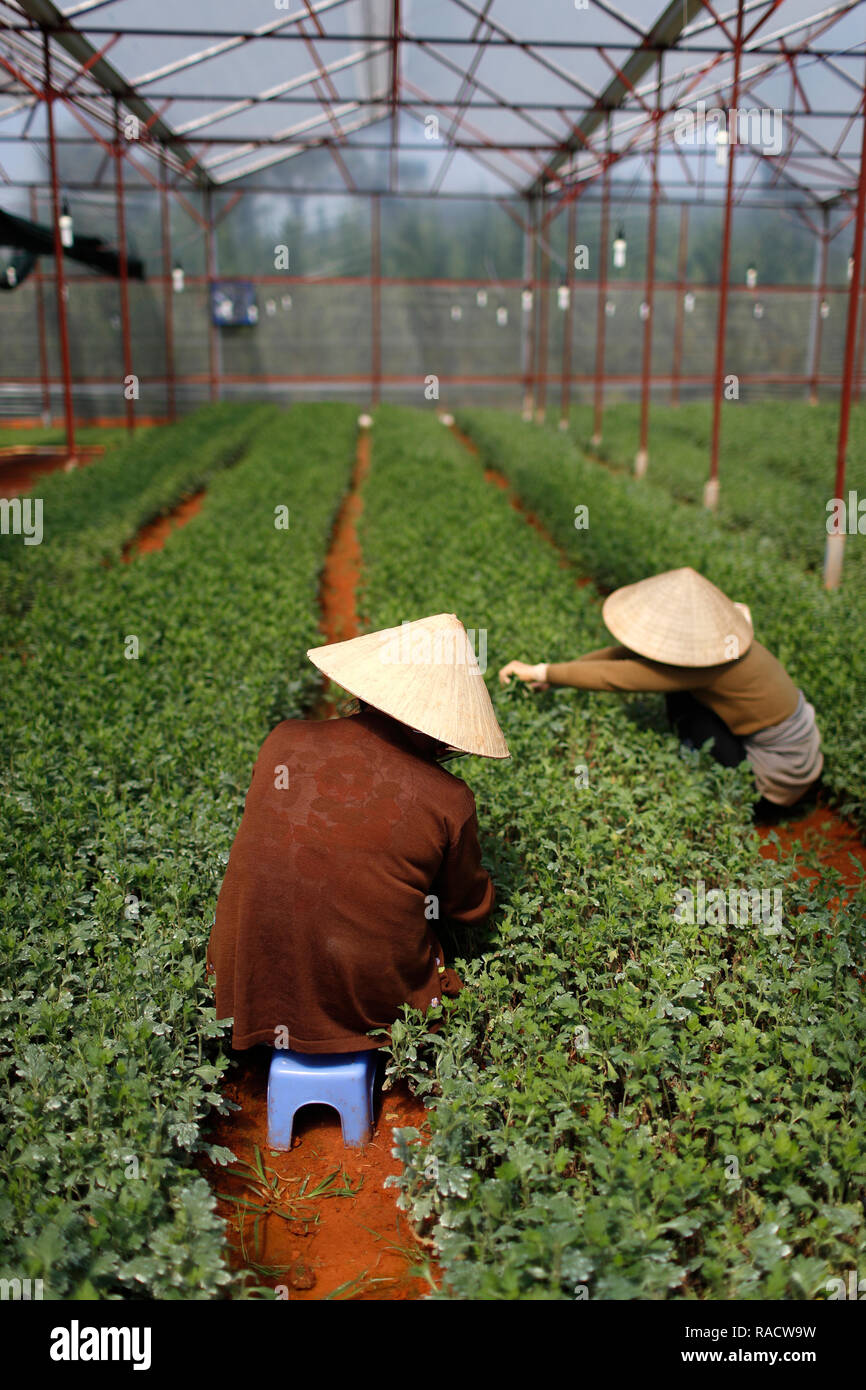 Le donne che lavorano in serra su vegetali farm, Dalat, Vietnam, Indocina, Asia sud-orientale, Asia Foto Stock
