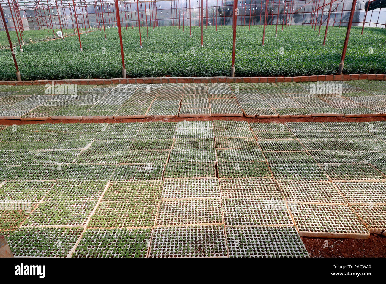 Fattoria di vegetali, serra, Dalat, Vietnam, Indocina, Asia sud-orientale, Asia Foto Stock