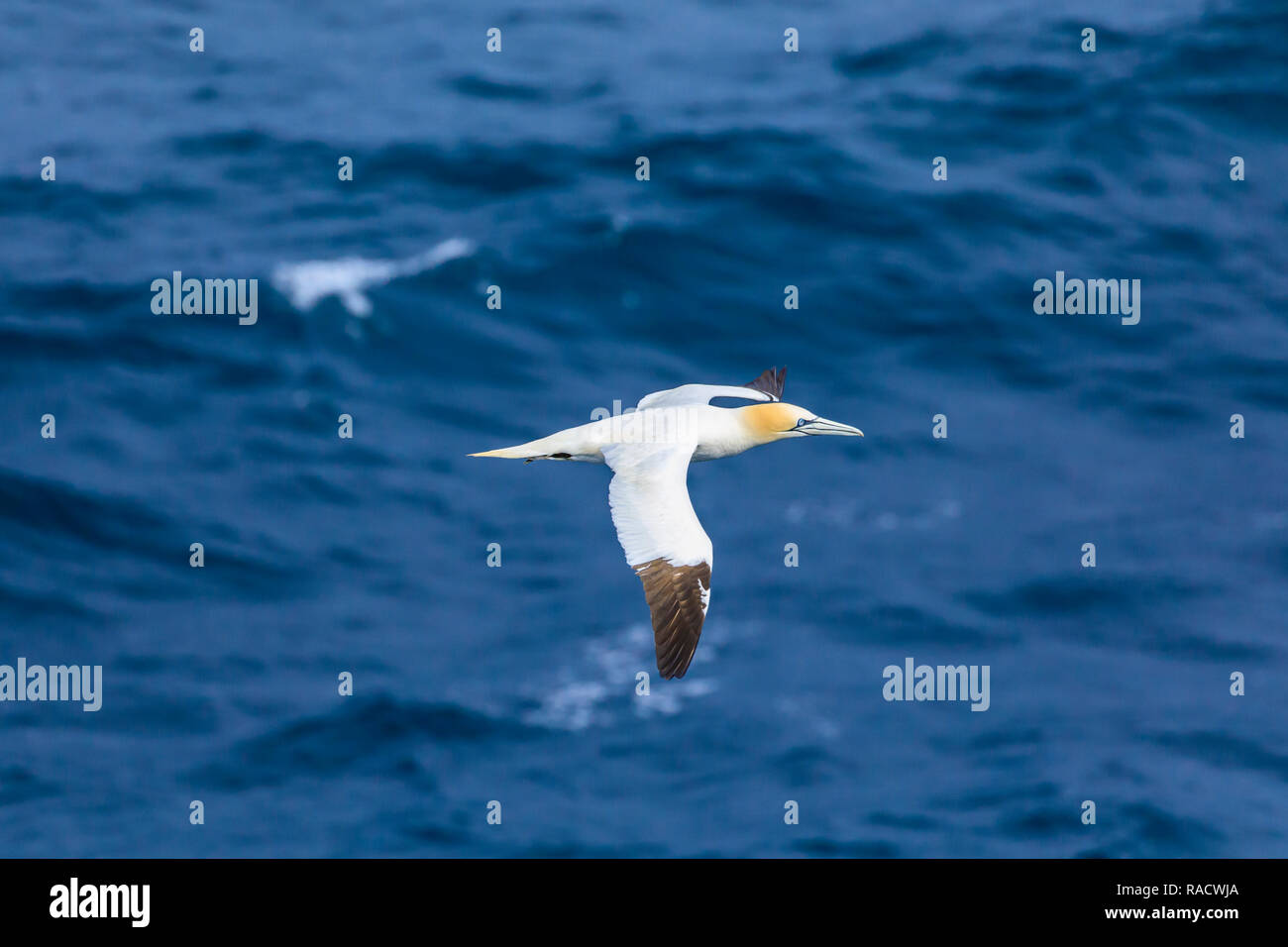 Northern Gannet (Morus bassanus) in volo, Stac Lee, isola di Marilyn, Minion arcipelago, UNESCO, Ebridi Esterne, Scotland, Regno Unito Foto Stock