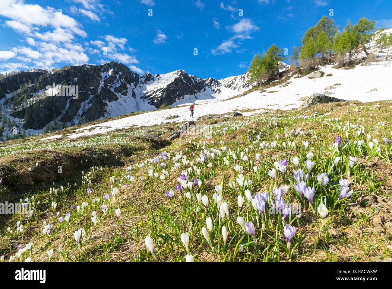 Vette innevate e crocus a fioritura primaverile, Casera di Olano, Valgerola, Valtellina, provincia di Sondrio, Lombardia, Italia, Europa Foto Stock