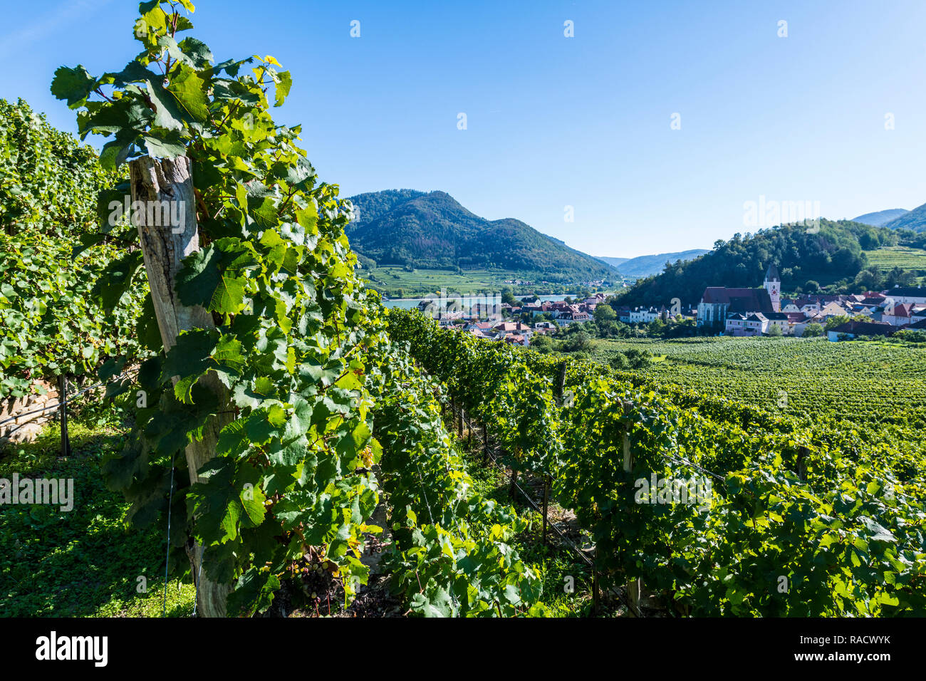 Vigneti che si affaccia su Spitz sulla valle di Wachau, sito Patrimonio Mondiale dell'UNESCO, Austria, Europa Foto Stock