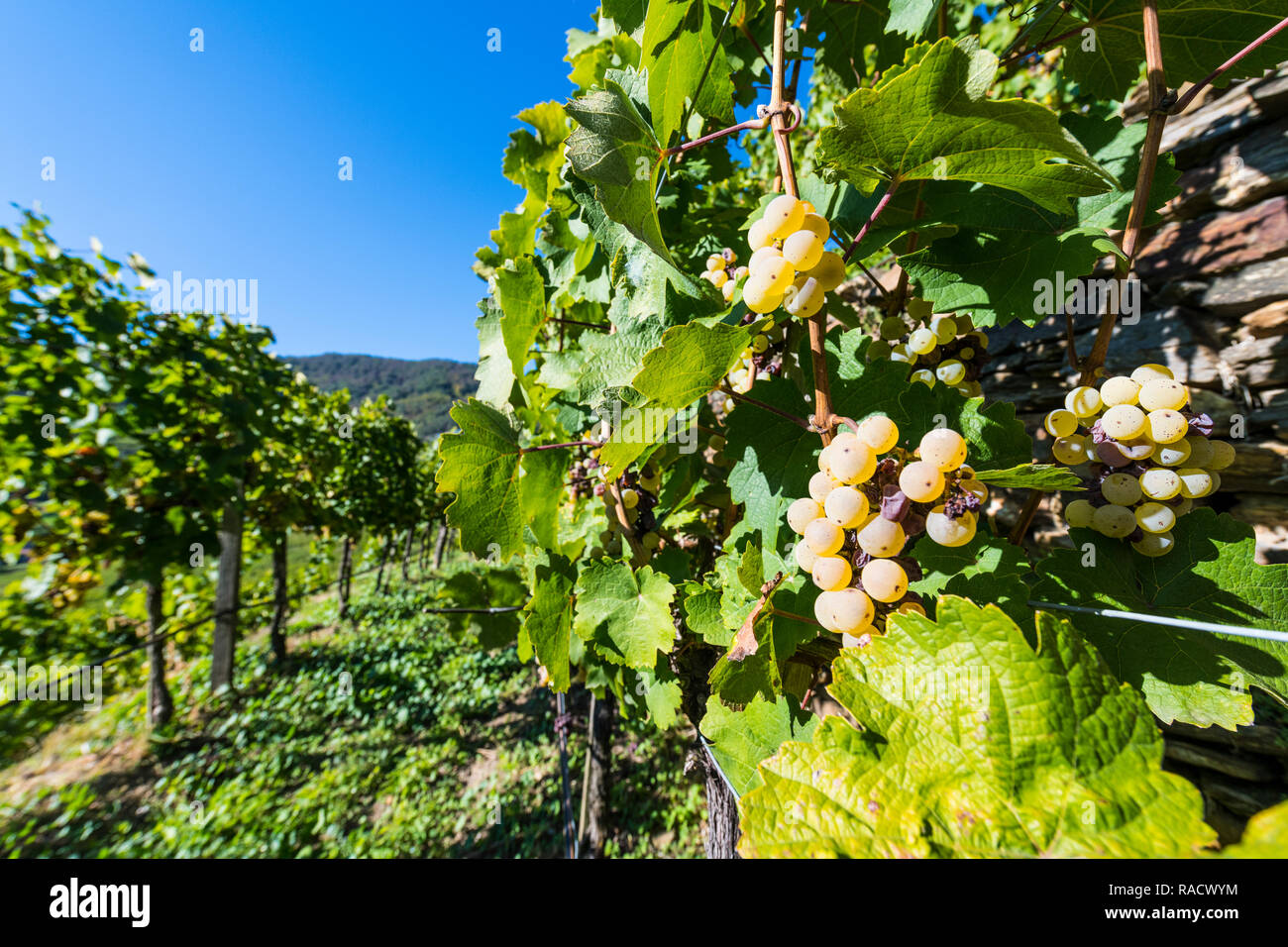 Vigneti che si affaccia su Spitz sulla valle di Wachau, sito Patrimonio Mondiale dell'UNESCO, Austria, Europa Foto Stock