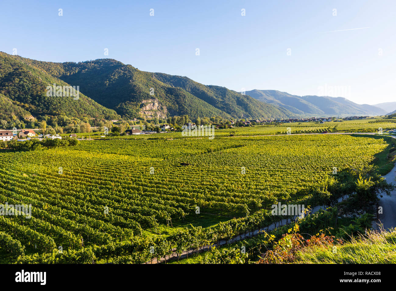 I vigneti di Weissenkirchen sul Danubio, Wachau, sito Patrimonio Mondiale dell'UNESCO, Austria, Europa Foto Stock