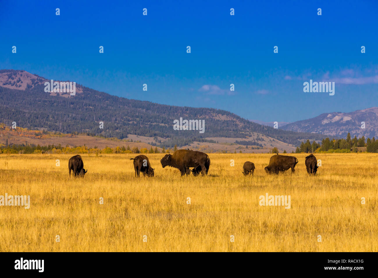 Buffalo free roaming in Jackson, Wyoming, Stati Uniti d'America, America del Nord Foto Stock