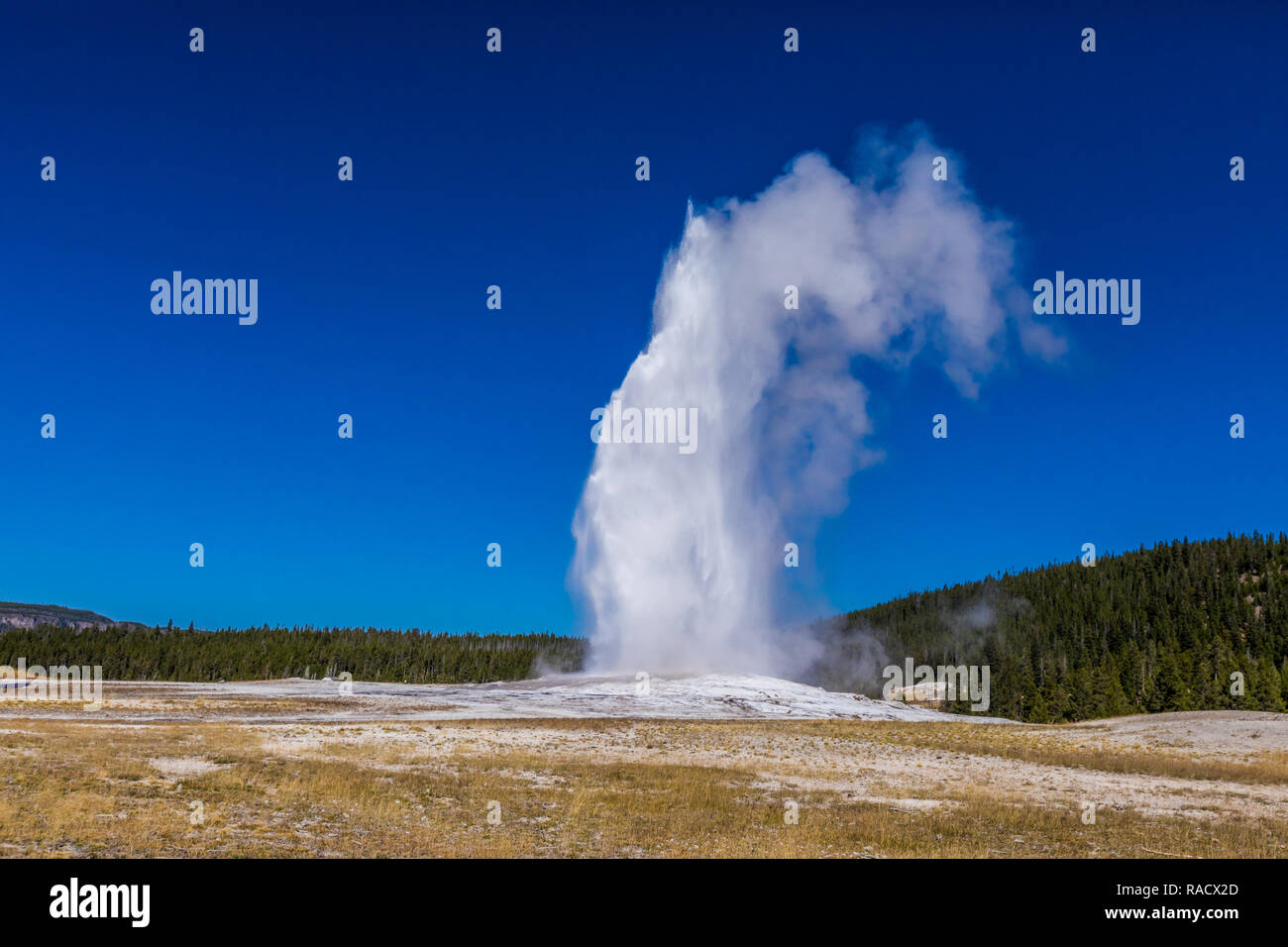 Vecchie fedeli, un cono geyser, il Parco Nazionale di Yellowstone, Sito Patrimonio Mondiale dell'UNESCO, Wyoming negli Stati Uniti d'America, America del Nord Foto Stock