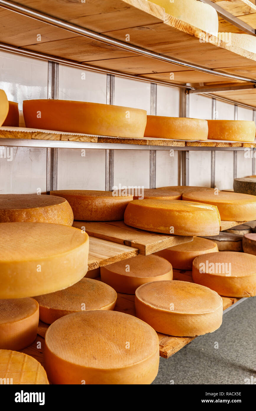 Molti formaggi stagionati-ruote visualizzate sui ripiani presso il negozio di produzione del formaggio Foto Stock