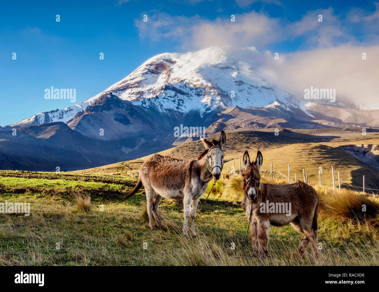Asini e Chimborazo Vulcano Chimborazo, Provincia, Ecuador, Sud America Foto Stock