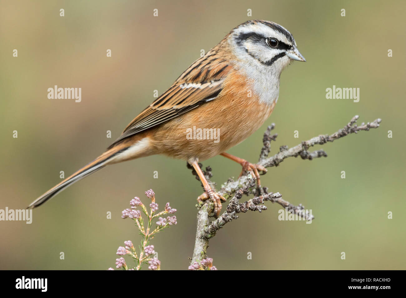 Rock bunting, Emberiza cia, singolo uccello sul ramo, Spagna Foto Stock