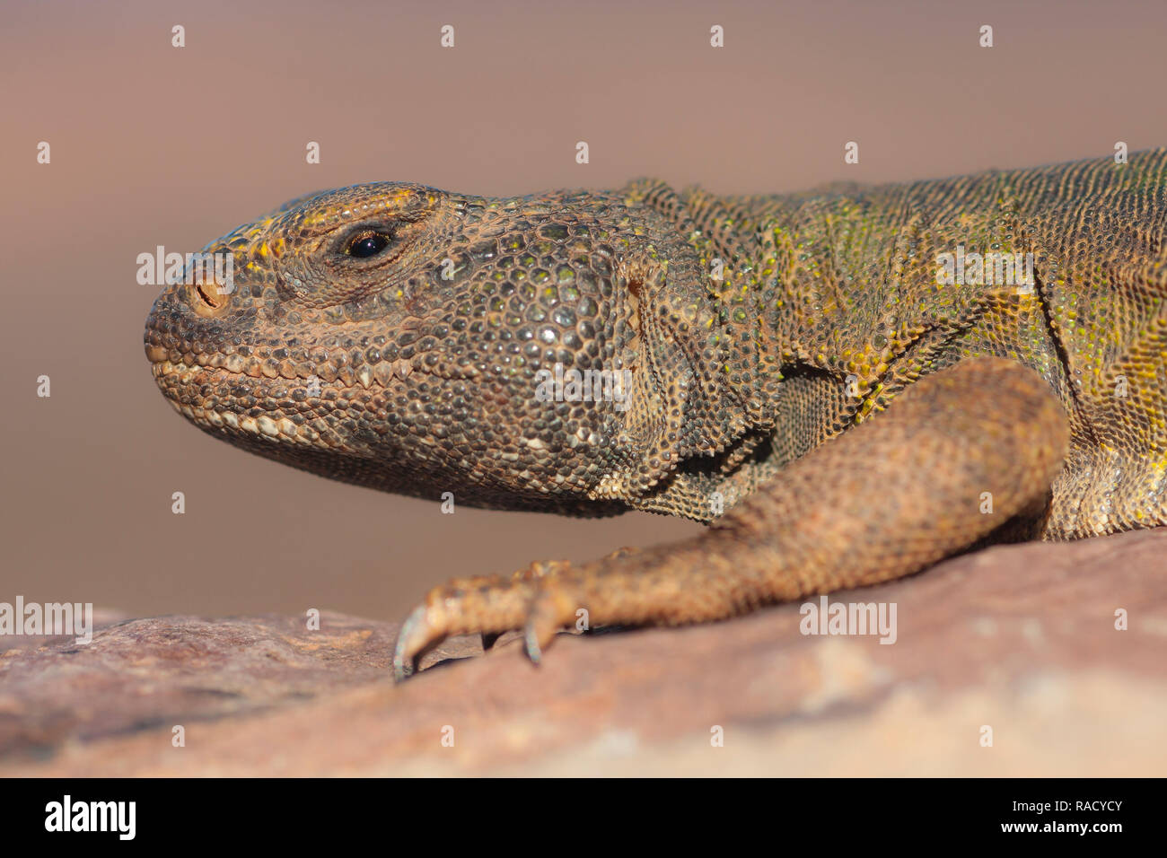 Spinosa marocchino-tailed lizard (Uromastyx acanthinura) Foto Stock
