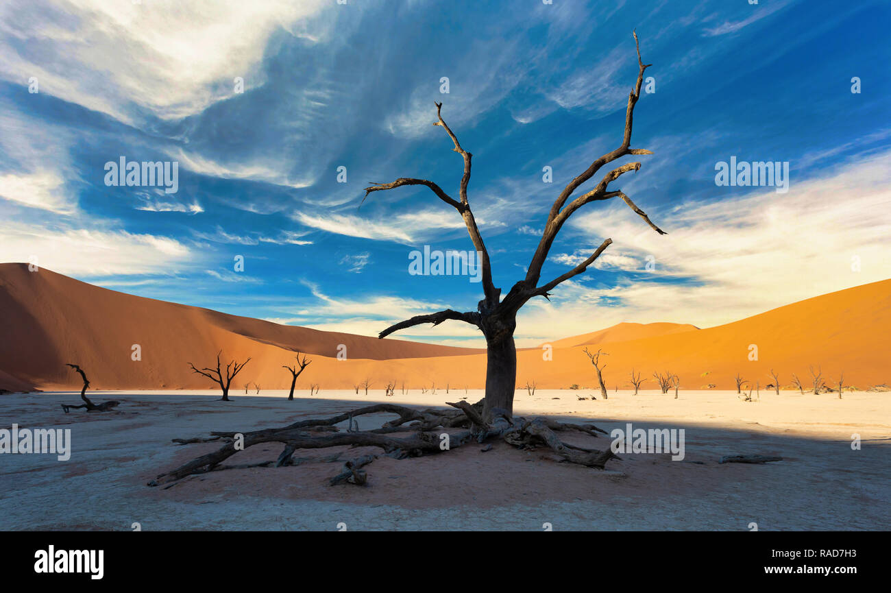 Bel mattino colori e morto in acacia nascosto Dead Vlei paesaggio nel deserto del Namib, morto di alberi di acacia in valle con cielo blu, Namibia Foto Stock