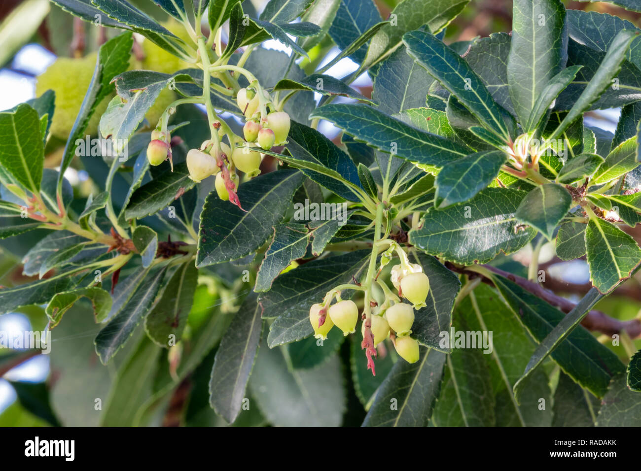 Arbousier o corbezzolo frutti e fiori Foto Stock