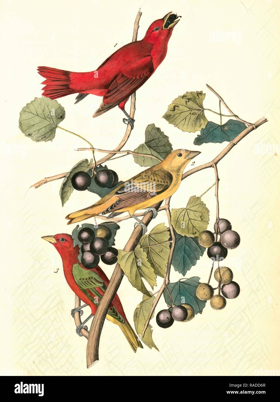 Estate rosso-bird. 1. Maschio. 2. Femmina. 3. I giovani di sesso maschile. (Wild Moscato. Vitis rotundifolia, Mich), Audubon, Giovanni Giacomo reinventato Foto Stock