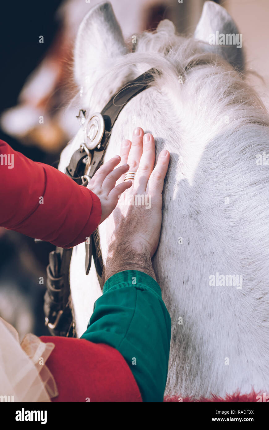 Le mani del bambino e uomo accarezzare un cavallo - connessioni sensoriali Foto Stock