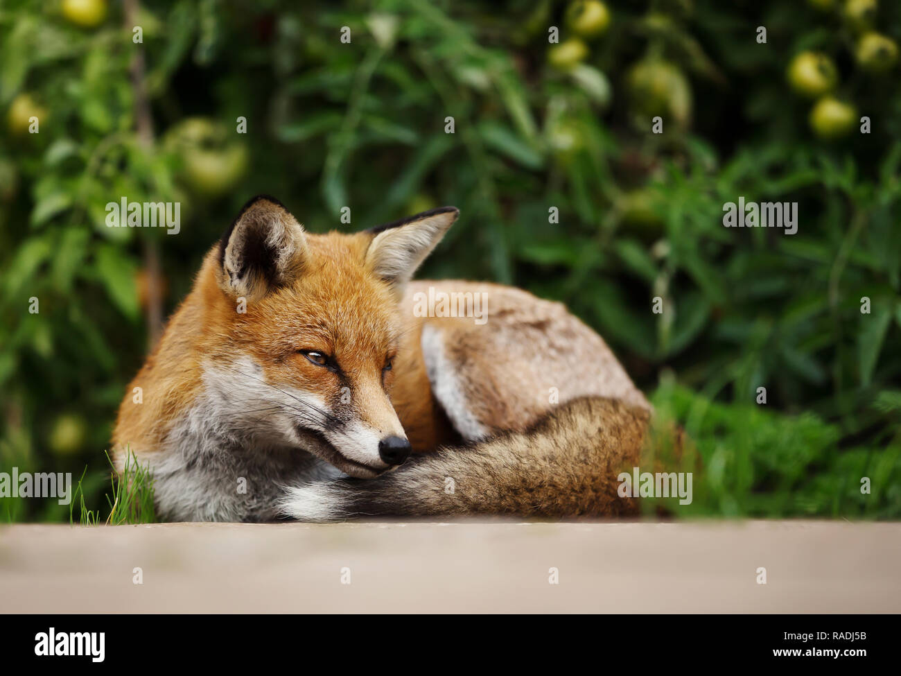 Red Fox giacente rilassati in orto giardino con piante di pomodoro, estate nel Regno Unito. Foto Stock