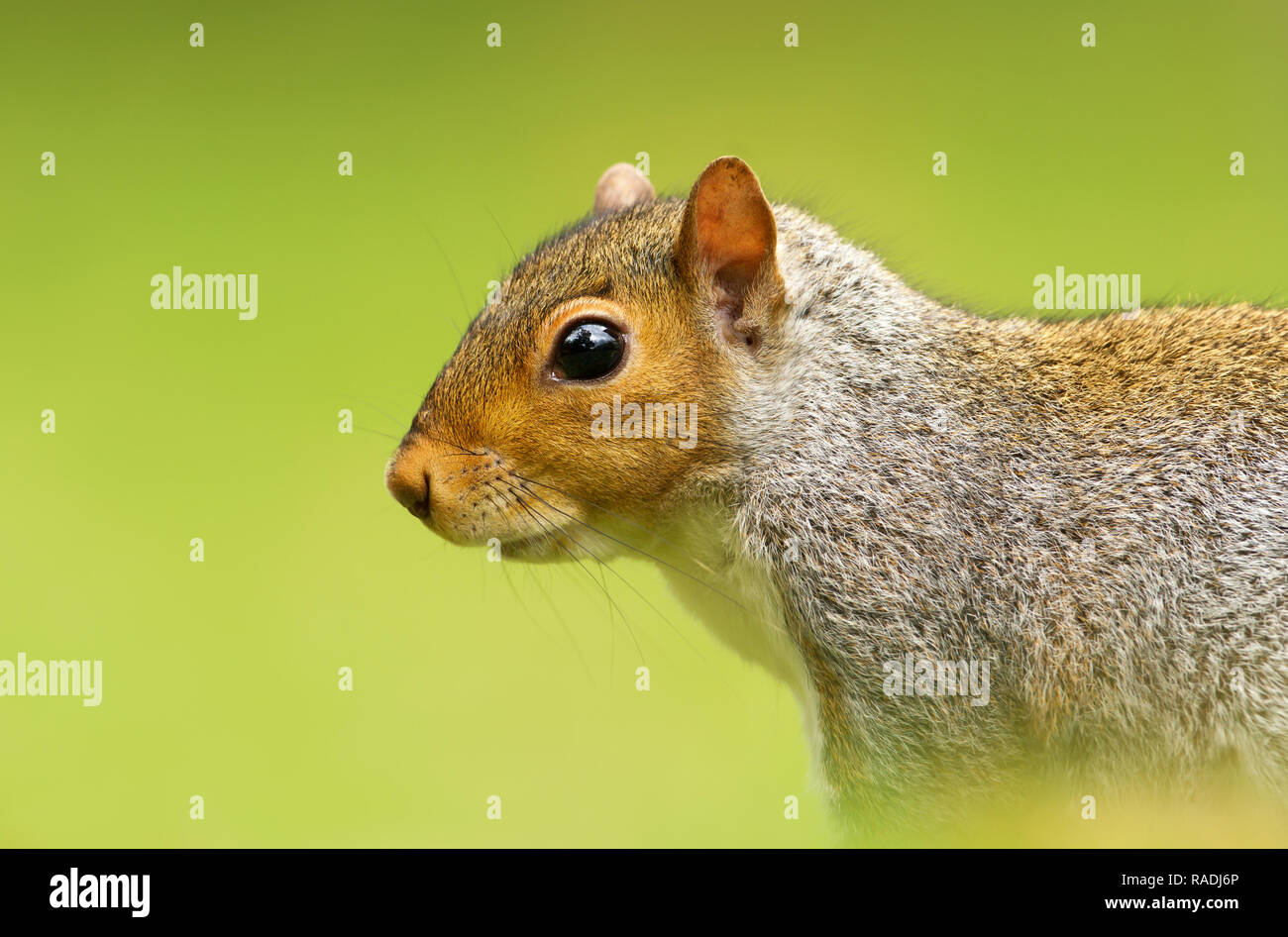 Close-up di uno scoiattolo grigio contro lo sfondo di colore verde, UK. Foto Stock