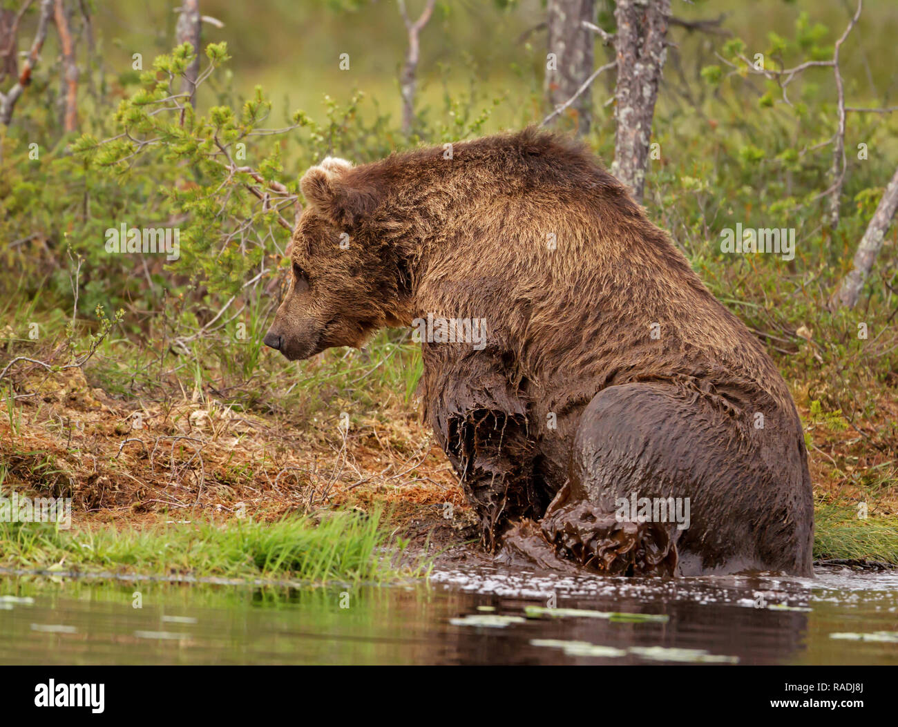Eurasian orso bruno salendo sulla riva da acqua dopo il nuoto in stagno, estate in Finlandia. Foto Stock