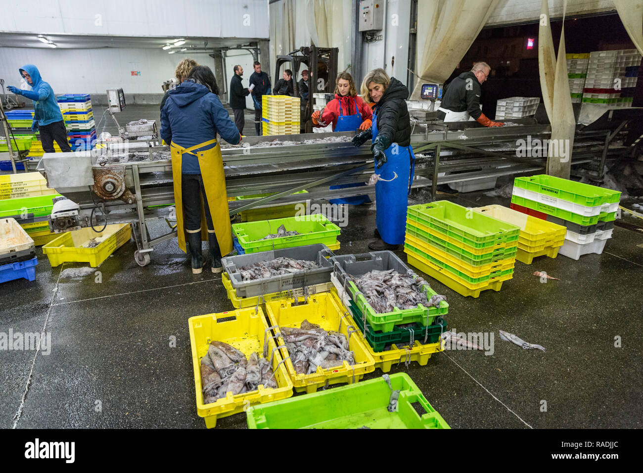 Port-en-Bessin (Normandia, a nord-ovest della Francia): pescato del giorno, pesce in vassoi, sala aste Foto Stock