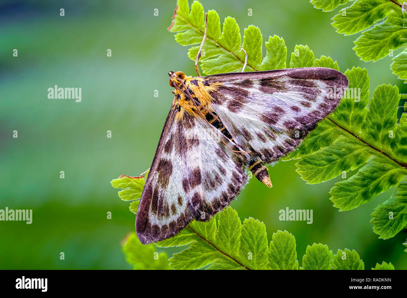 Questo piccolo Gazza tarma (Anania hortulata) in appoggio su di un foglietto di felce è in realtà un micro moth piuttosto che una macro moth. Foto Stock