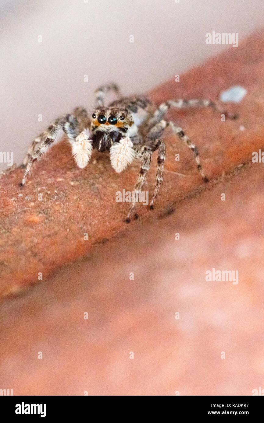 Arlecchino jumping spider (Salticus scenicus) italiano aracnide Foto Stock