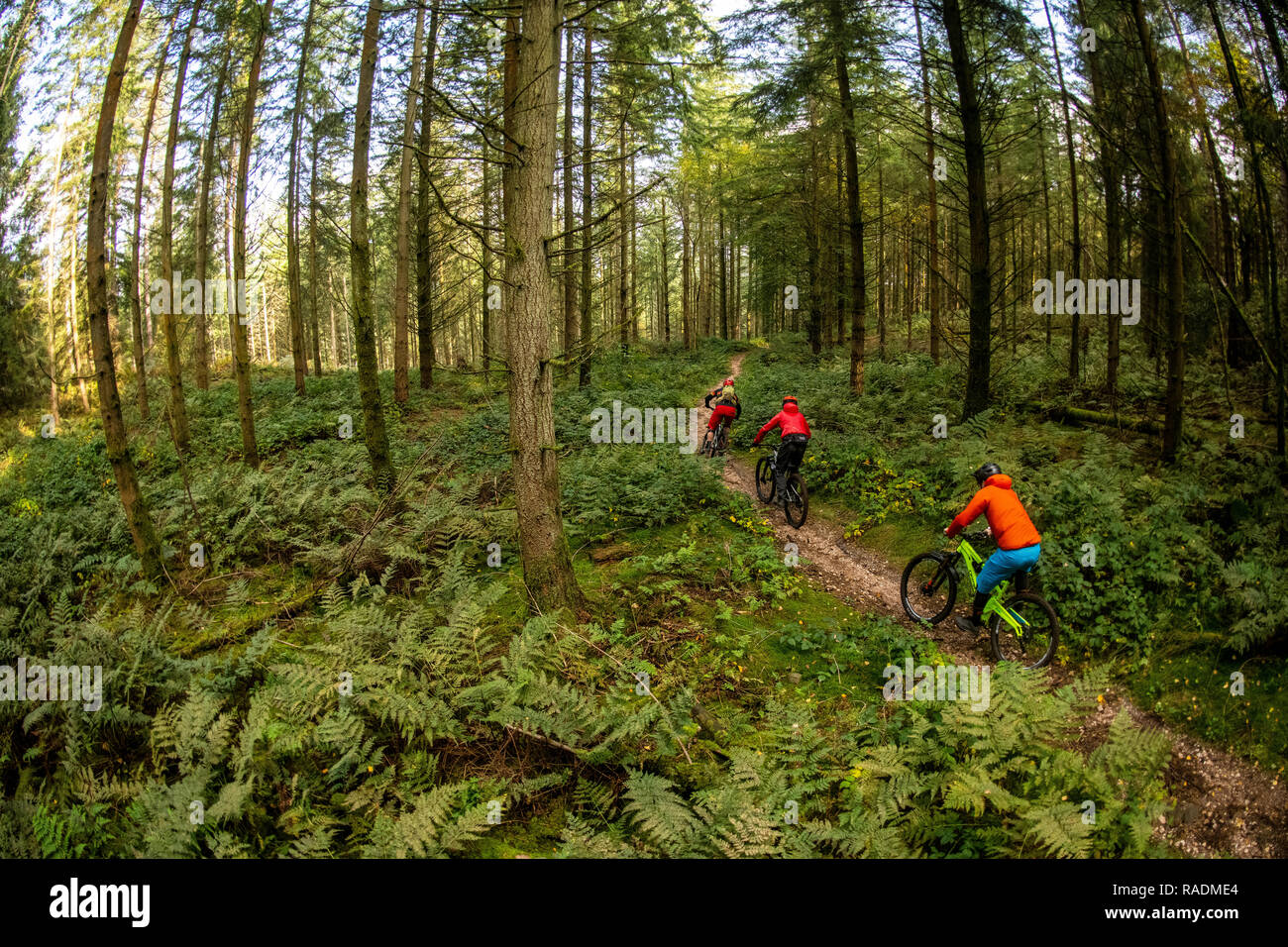 Un gruppo di appassionati di mountain bike cavalcare un sentiero nella Foresta di Dean. Foto Stock