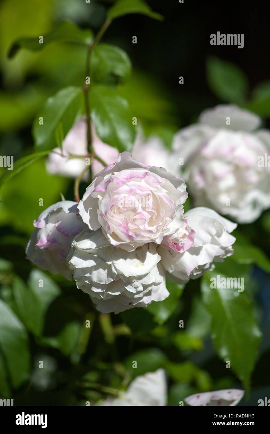 Rose Joie de Vivre che cresce in giardino in un giorno di estate cheshire england Foto Stock