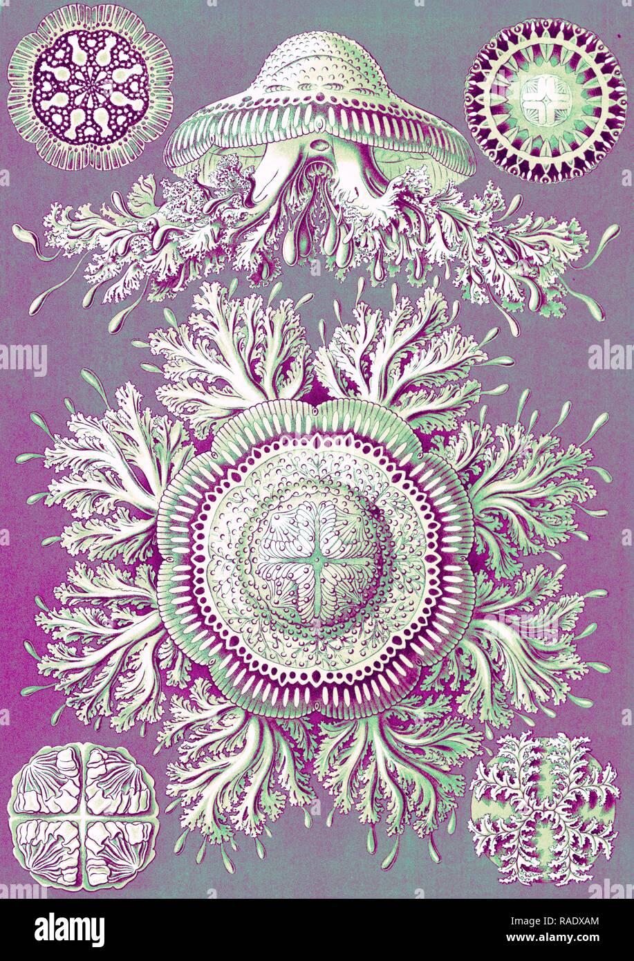 Illustrazione che mostra sei viste di meduse. Discomedusae. - Scheibenquallen, 1 stampa : Litografia, colore , foglio 36 reinventato Foto Stock