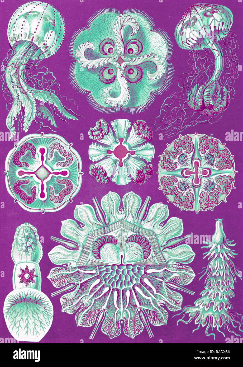 Illustrazione che mostra una varietà di meduse. Discomedusae. - Schweibenquallen, 1 stampa : Litografia, colore , foglio 36 reinventato Foto Stock
