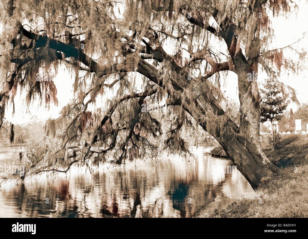 Live Oak, Magnolia cimitero, Charleston, S.C, cimiteri, querce, muschio Spagnolo, Waterfronts, Stati Uniti, Sud reinventato Foto Stock