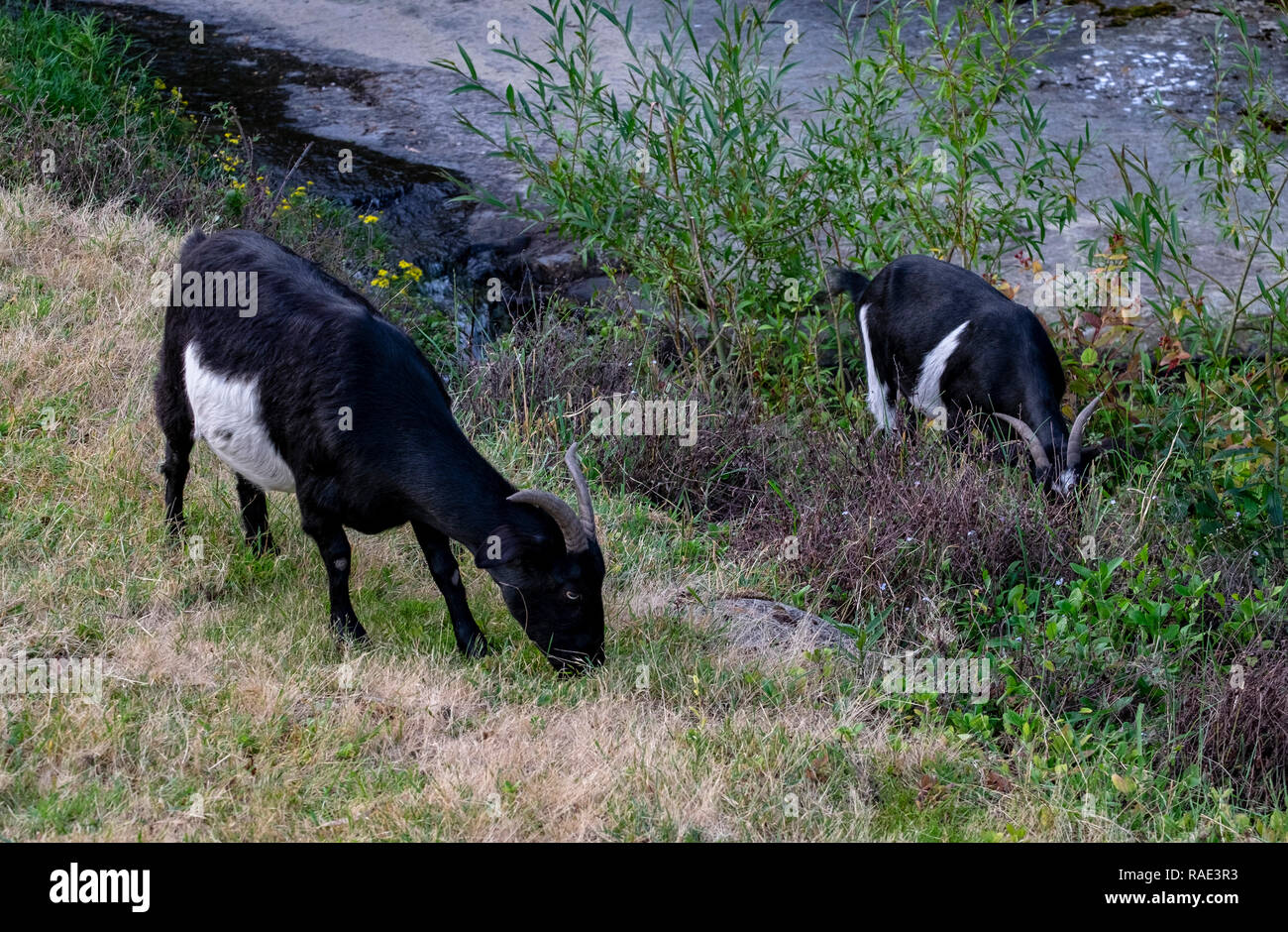 Caprini essendo utilizzato per controllare le infestanti lungo una riva di un fiume a Hobart in Tasmania Foto Stock
