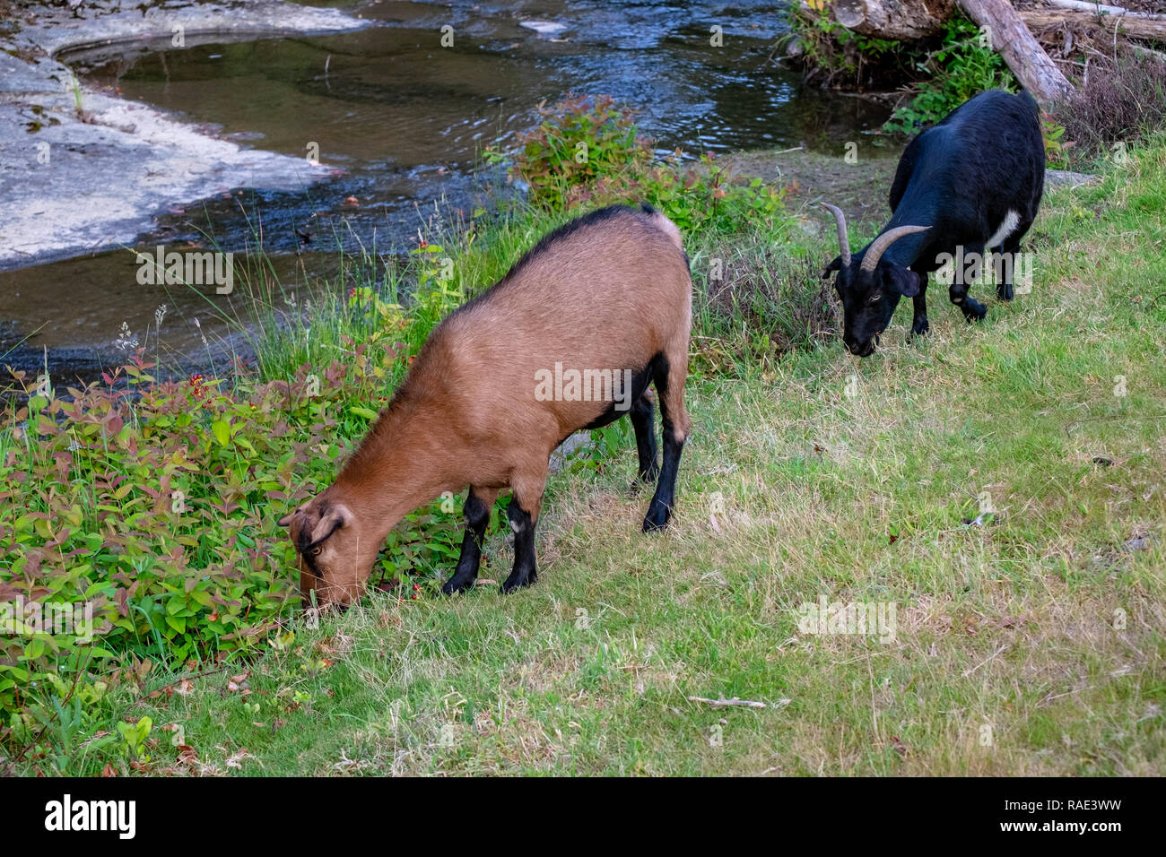 Caprini essendo utilizzato per controllare le infestanti lungo una riva di un fiume a Hobart in Tasmania Foto Stock