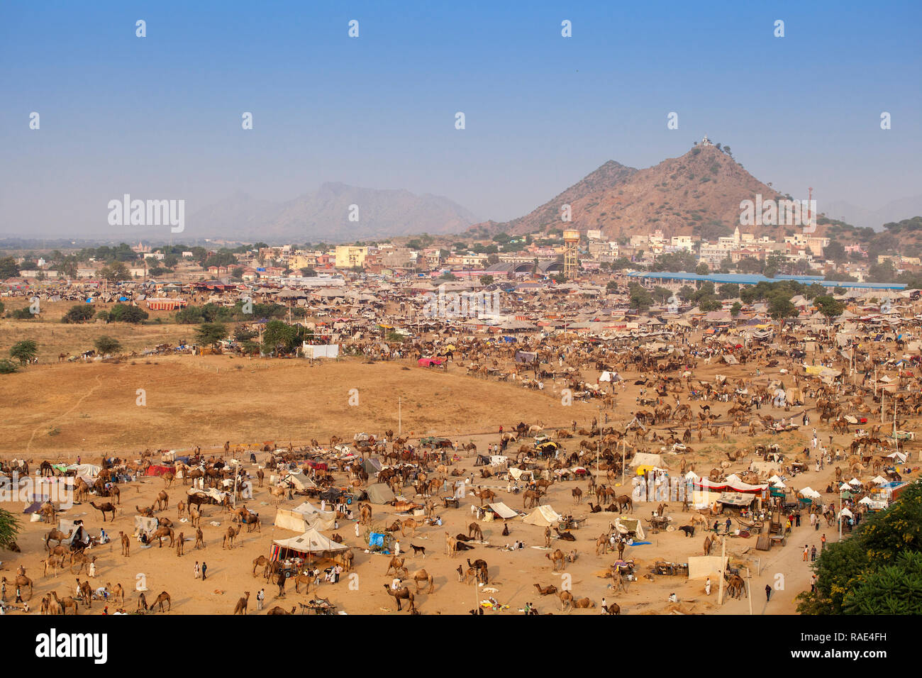Vista aerea del cammello di Pushkar Fair, Pushkar, Rajasthan, India, Asia Foto Stock