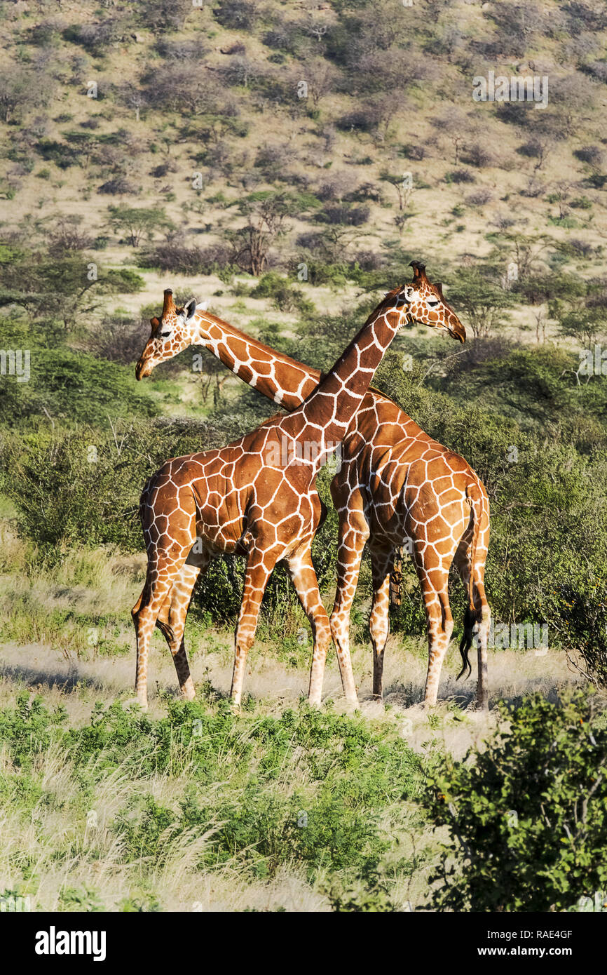 Due traliccio giraffe necking, Samburu riserva nazionale, Kenya, Africa orientale, Africa Foto Stock