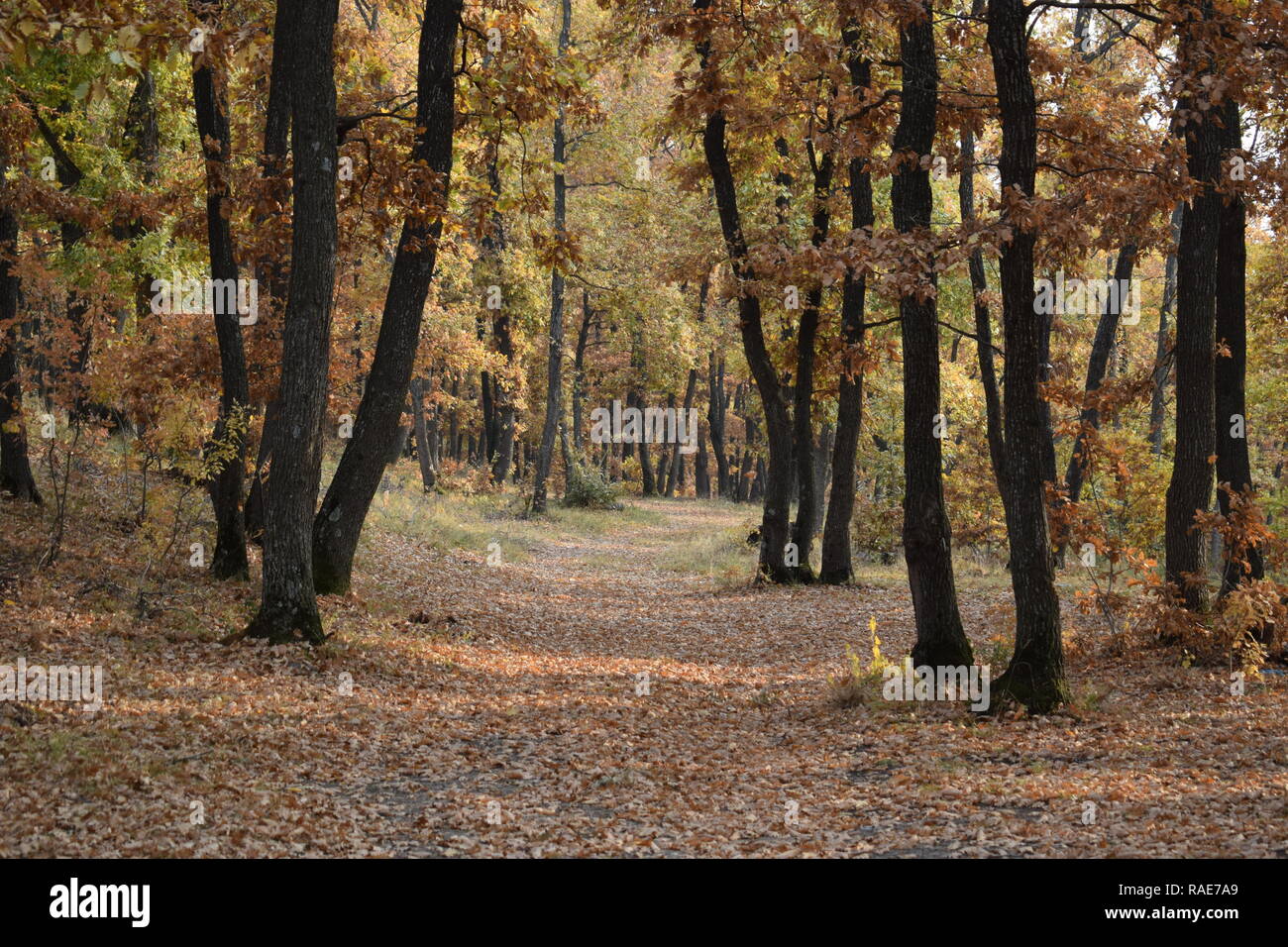 Foresta in Romania Foto Stock