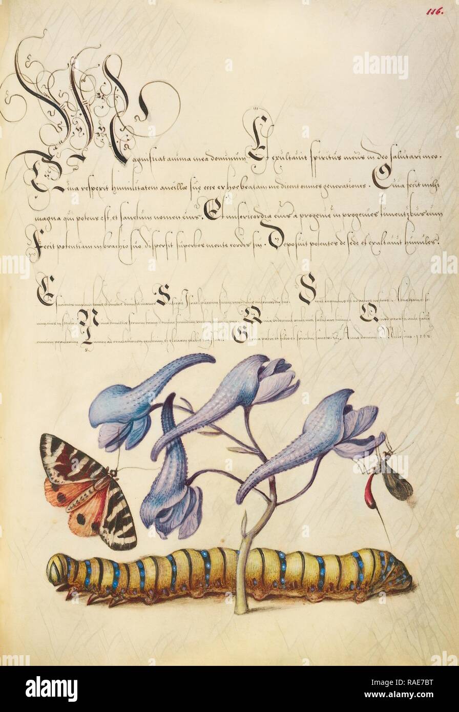 Scarlet Tiger-Moth, Larkspur, di insetti e di Caterpillar, Joris Hoefnagel (fiammingo , ungherese, 1542 - 1600), e Georg reinventato Foto Stock