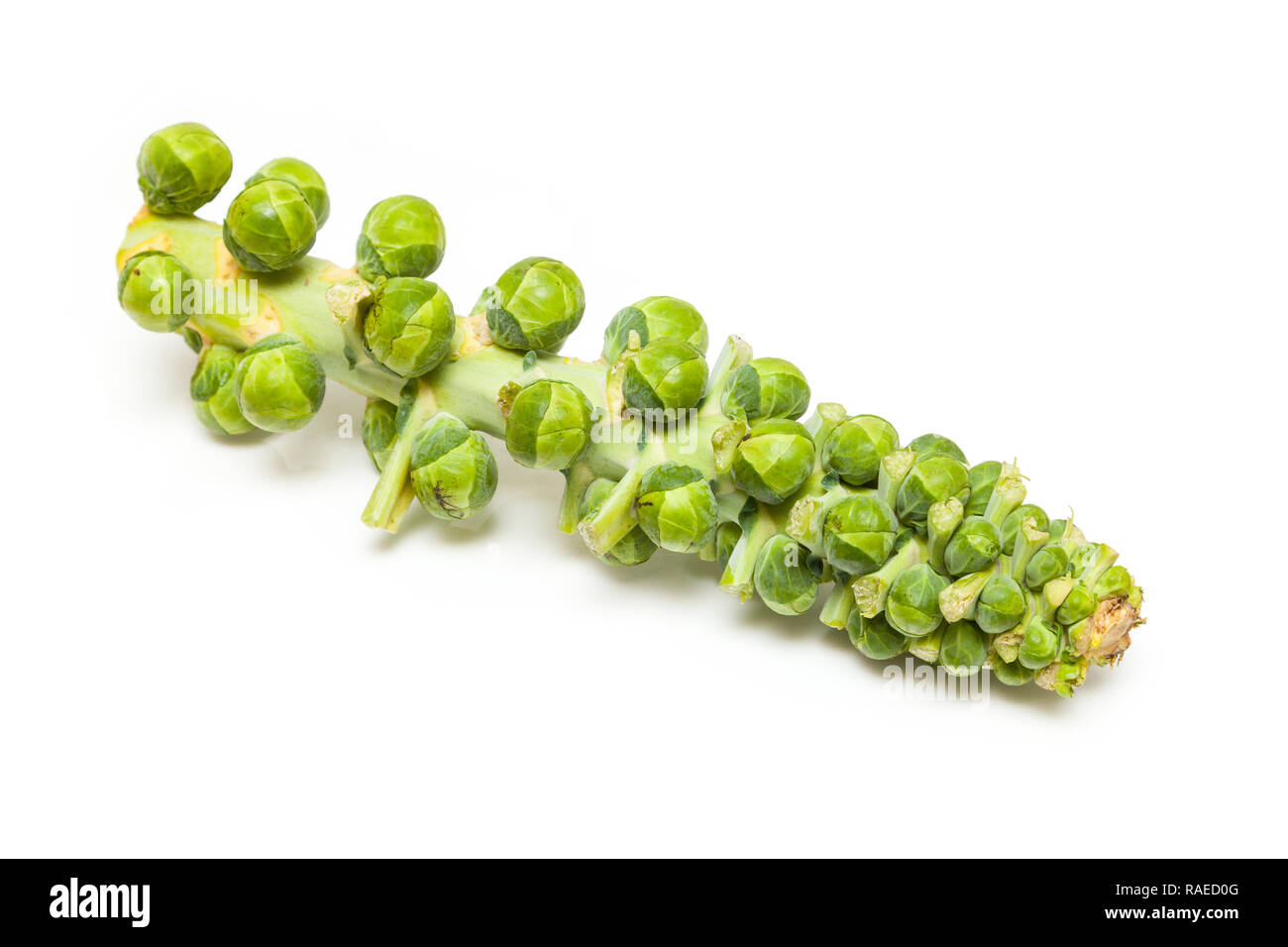 Levetta di fresco i cavoletti di Bruxelles isolato su un bianco di sfondo per studio. Foto Stock