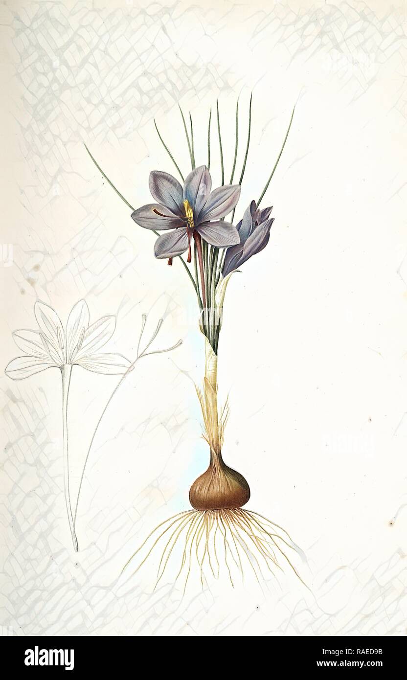 Crocus sativus, Safran cultivé, Croco, Redouté, Pierre Joseph, 1759-1840, les liliacees, 1802 - 181 reinventato Foto Stock