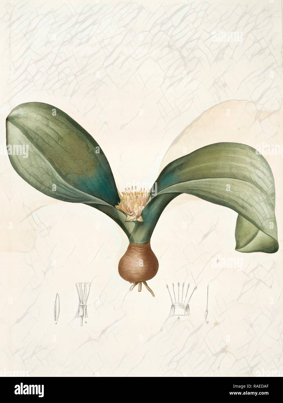 Massonia angusti-folia, Massonia Zeyheri, Massonie à feuilles étroites, Redouté, Pierre Joseph, 1759-1840, les reinventato Foto Stock