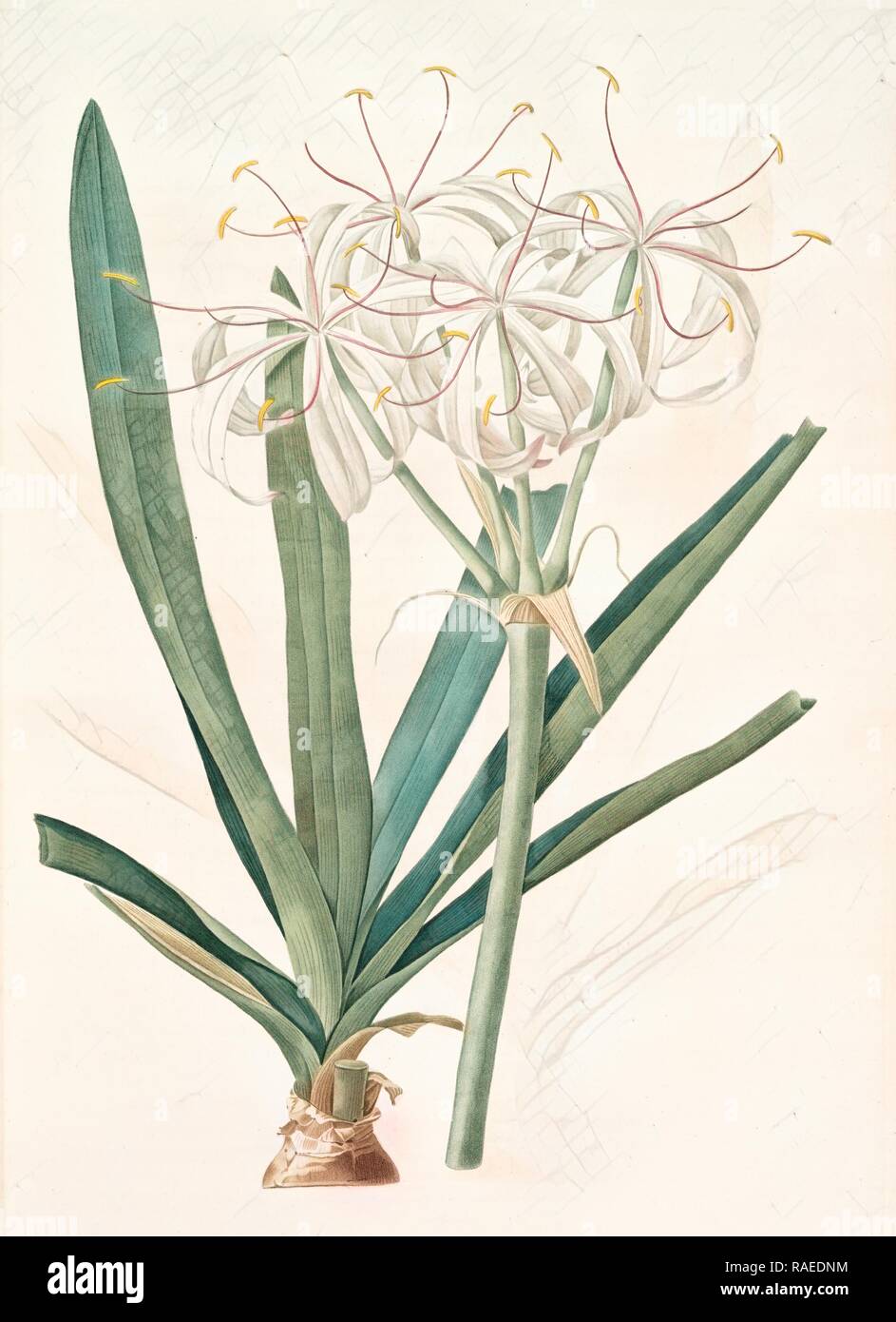 Crinum americanum, Redouté, Pierre Joseph, 1759-1840, les liliacees, 1802 - 181. Reinventato da Gibon. Arte Classica reinventato Foto Stock